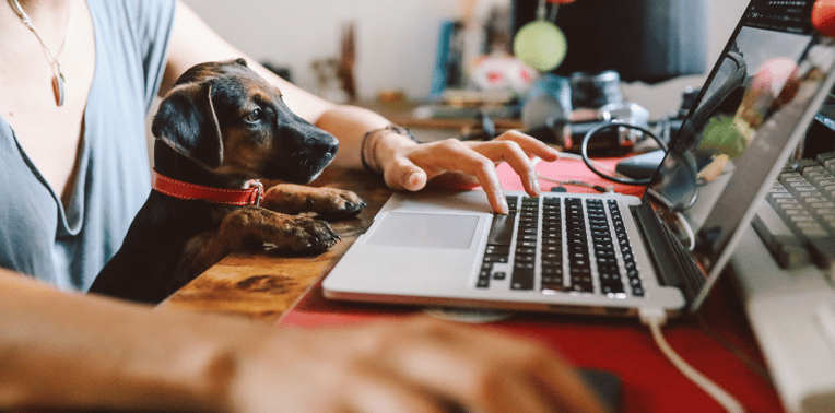 Work from home pets
